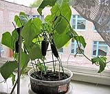 photo: You can buy Self-pollinated Indoor Cucumber F1 Seeds Indoor Room Early Pickling Vegetable for Planting Giant Non GMO 10 Seeds online, best price $8.98 new 2024-2023 bestseller, review