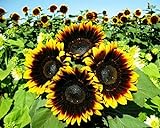 photo: You can buy 12+ Seeds Sunflower : Pro Cut (BTL) Bicolor Sunflower Fresh online, best price $26.00 new 2024-2023 bestseller, review