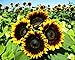 photo 25+ Seeds Sunflower : Pro Cut (BTL) Bicolor Sunflower Fresh 2024-2023