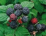 photo: You can buy 2 Jewel - Black Raspberry Plant - Everbearing - All Natural Grown - Ready for Fall Planting online, best price $29.95 new 2024-2023 bestseller, review