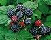 photo 2 Jewel - Black Raspberry Plant - Everbearing - All Natural Grown - Ready for Fall Planting 2023-2022