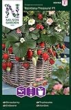 foto: jetzt Nelson Garden 1933, Erdbeere, Rainbow Treasure F1, Samen (Erdbeere, Einzelpackung) Online, bester Preis 4,95 € neu 2024-2023 Bestseller, Rezension