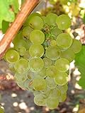 photo: You can buy Vitis vinifera Chardonnay WINE GRAPE Seeds! online, best price $12.20 new 2024-2023 bestseller, review