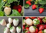 photo: You can buy Double The Color Strawberry Duo Packet - 100 Red Straberry Seeds + 100 White Strawberry Seeds to Plant online, best price $10.92 ($0.11 / Count) new 2024-2023 bestseller, review