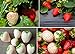 photo Double The Color Strawberry Duo Packet - 100 Red Straberry Seeds + 100 White Strawberry Seeds to Plant 2024-2023