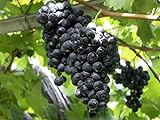 photo: You can buy HeirloomSupplySuccess TM 25 Heirloom Purple Concord Grape Seeds online, best price $9.99 new 2024-2023 bestseller, review