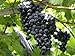 photo HeirloomSupplySuccess TM 25 Heirloom Purple Concord Grape Seeds 2023-2022