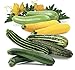 photo Seeds4planting - Seeds Zucchini Courgette Squash Summer Mix 35 Days Fast Heirloom Vegetable Non GMO 2023-2022
