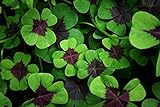 photo: You can buy Iron Cross Shamrock Bulbs - 10 Bulbs to Plant - Iron Cross Shamrocks - Fast Growing Year Round Color Indoors or Outdoors - Oxalis Shamrock Bulbs - Ships from Iowa, Made in USA online, best price $12.98 new 2024-2023 bestseller, review