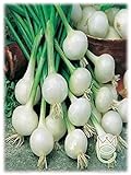 foto: comprar Cebolla De Barletta Allium cepa Semillas Semillas Hortalizas Huerto on-line, mejor precio 2,90 € nuevo 2024-2023 éxito de ventas, revisión