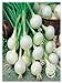 foto Cebolla De Barletta Allium cepa Semillas Semillas Hortalizas Huerto 2024-2023