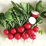 photo: You can buy 500+ Radish Seeds- Cherry Belle Radish online, best price $4.39 new 2024-2023 bestseller, review