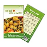 foto: jetzt Balkontomaten Balconi yellow Samen - Solanum lycopersicum - Balkontomatensamen - Gemüsesamen - Saatgut für 20 Pflanzen Online, bester Preis 1,99 € (0,10 € / stück) neu 2024-2023 Bestseller, Rezension