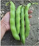 photo: You can buy David's Garden Seeds Bean Fava Vroma 1715 (Green) 25 Non-GMO, Open Pollinated Seeds online, best price $4.45 new 2024-2023 bestseller, review