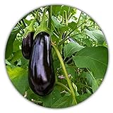 foto: jetzt Aubergine - ca.50 Samen - Solanum melongena - guter Ertrag - Resistente Sorte Online, bester Preis 3,49 € neu 2024-2023 Bestseller, Rezension