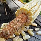 photo: You can buy Pencil Cob Corn - 1 OZ ~130 Seeds - Non-GMO, Open Pollinated, Heirloom, Vegetable Gardening Seeds online, best price $9.89 new 2024-2023 bestseller, review