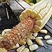 photo Pencil Cob Corn - 1 OZ ~130 Seeds - Non-GMO, Open Pollinated, Heirloom, Vegetable Gardening Seeds 2024-2023