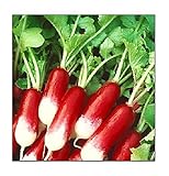 photo: You can buy 100 French Breakfast Radish Seeds | Non-GMO | Fresh Garden Seeds online, best price $6.95 new 2024-2023 bestseller, review