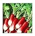 photo 100 French Breakfast Radish Seeds | Non-GMO | Fresh Garden Seeds 2023-2022