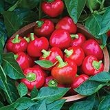 photo: You can buy Burpee Cherry Stuffer Sweet Pepper Seeds 25 seeds online, best price $8.09 new 2024-2023 bestseller, review