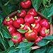 photo Burpee Cherry Stuffer Sweet Pepper Seeds 25 seeds 2024-2023