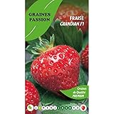 foto: jetzt Graines passion Beutel mit Samen Erdbeer-Grandian F1 Online, bester Preis 5,50 € neu 2024-2023 Bestseller, Rezension