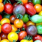 foto: comprar 100 piezas de semillas de tomate de cereza arcoíris de semillas de tomate enano de herencia colorida para plantar el jardín de su casa on-line, mejor precio 4,99 € nuevo 2024-2023 éxito de ventas, revisión