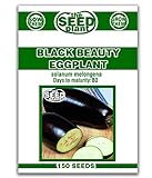 photo: You can buy Black Beauty Eggplant Seeds - 150 Seeds Non-GMO online, best price $1.59 ($0.01 / Count) new 2024-2023 bestseller, review