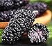 foto 50 piezas de semillas de morera negra Reliquia de familia Semillas de arbusto de fruta perenne de BlackBerry dulce para el balcón del jardín de su casa Frutas de morera suculentas deliciosas 2024-2023