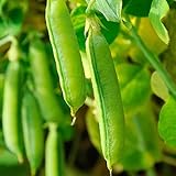 photo: You can buy Sugar Snap Pea Garden Seeds - 5 Lbs - Non-GMO, Heirloom Vegetable Gardening Seed online, best price $33.91 ($0.42 / Ounce) new 2024-2023 bestseller, review