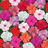 photo: You can buy Outsidepride Impatiens Clear Mix - 100 Seeds online, best price $6.49 ($0.06 / Count) new 2024-2023 bestseller, review