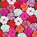 photo Outsidepride Impatiens Clear Mix - 100 Seeds 2024-2023