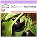 foto SAFLAX - Berenjena - 20 semillas - Solanum melonga 2024-2023