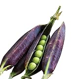 photo: You can buy Burpee Purple Podded Pea Seeds 200 seeds online, best price $9.36 ($0.05 / Count) new 2024-2023 bestseller, review
