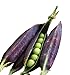 photo Burpee Purple Podded Pea Seeds 200 seeds 2023-2022