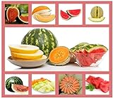 photo: You can buy Heirloom Fruit Seeds- Non Hybrid- Real Survival Seeds. Honeydew Green Melon, Banana Melon, Honey Rock Cantaloupe, Watermelon Crimson Sweet, Sugar Baby Watermelon Seeds, Hales Best Jumbo Melon,Non GMO online, best price $19.99 new 2024-2023 bestseller, review