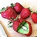 foto 20 Stück veredelte Kiwi-Erdbeer samen leicht zu kultivieren schnell wachsende einfach zu handhaben Bonsai Köstliche Obstgarten-Pflanzen dekoration für den Garten-Hausbau Kiwi Erdbeer samen Eine Gr 2024-2023