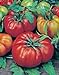 photo Tomato, Beefsteak, Heirloom, 25+ Seeds, Great Sliced Tomato, Delicious 2024-2023