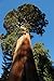 foto Seedeo® Anzuchtset Berg - Mammutbaum (Sequoiadendron giganteum) 50 Samen 2024-2023