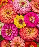 photo: You can buy Burpee Cut & Come Again Zinnia Seeds 175 seeds online, best price $7.11 ($0.04 / Count) new 2024-2023 bestseller, review