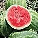 photo Unknown Red Rock Watermelons (Seedless) Seeds (25 Seed Packet) (More Heirloom, Organic, Non GMO, Vegetable, Fruit, Herb, Flower Garden Seeds at Seed King Express) 2022-2021