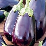 photo: acheter 25 Graines d'Aubergine Black Beauty - légume jardin potager - méthode BIO en ligne, meilleur prix 4,49 € nouveau 2024-2023 best-seller, examen