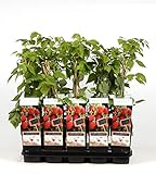 foto: jetzt Himbeere - Rubus idaeus Malling Promise ca. 60 cm ertragreiche Gartenhimbeere Online, bester Preis 6,65 € neu 2024-2023 Bestseller, Rezension