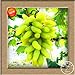 foto Neue Samen 2016!100 Samen/Beutel 12 Arten von Traubenkernen Advanced Fruit Seed Natural Growth Trauben Sweet Kyoho Gardening 2023-2022