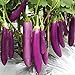 foto Aamish 40 piezas de semillas de hortalizas de berenjena largas púrpuras japonesas 2024-2023