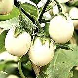 foto: comprar Semillas de berenjena 'Golden Egg' - Solanum melongena on-line, mejor precio 14,49 € nuevo 2024-2023 éxito de ventas, revisión
