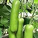 foto 30 teile/tasche Zucchini Samen Nicht-GVO Nahrung grünen Home Wachstum Gemüsesamen Bauernhof Zucchini-Samen 2024-2023