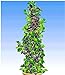 foto BALDUR Garten Säulen-Brombeeren Navaho® 'Big&Early' dornenlos, 1 Pflanze Rubus fruticosa Säulenobst Beerenobst Brombeerpflanze 2024-2023