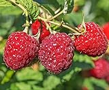 photo: You can buy Large Fruiting Potted Plant, Red Raspberry Live Potted Plant 8-12