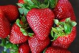 photo: You can buy Organic Rustic Strawberry Seeds - 105 Count online, best price $4.39 new 2024-2023 bestseller, review